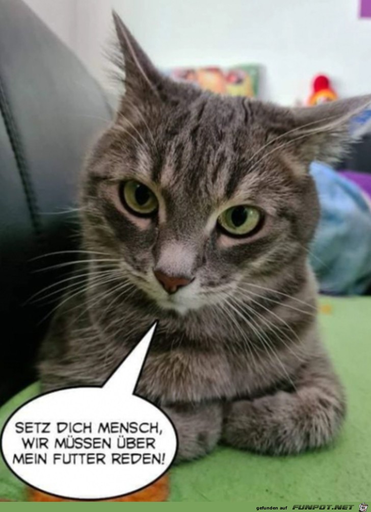 Katze will ber Futter reden