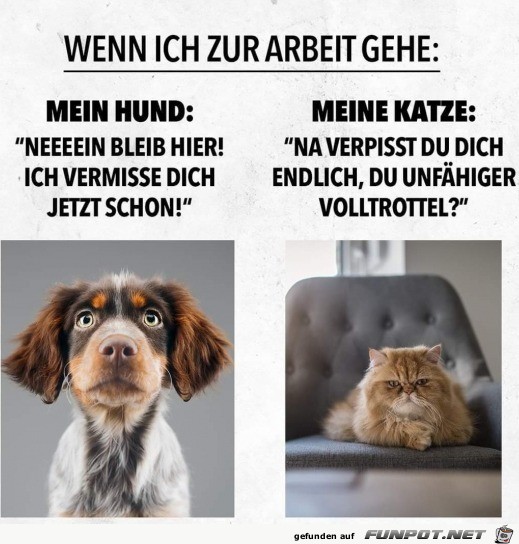 Unterschied zwischen Hund und Katze