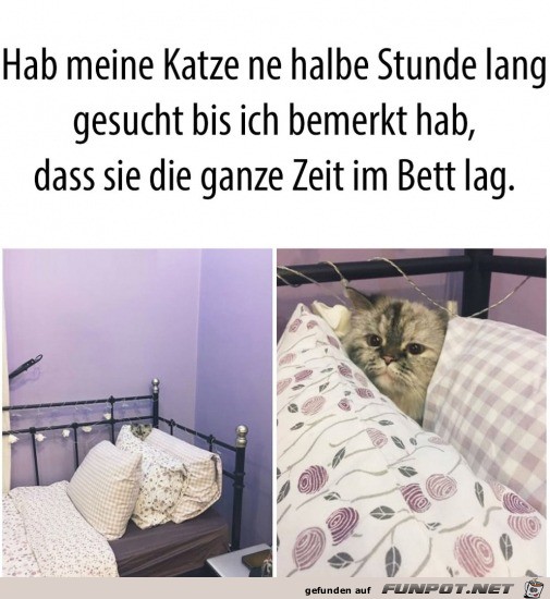 Katze liegt im Bett