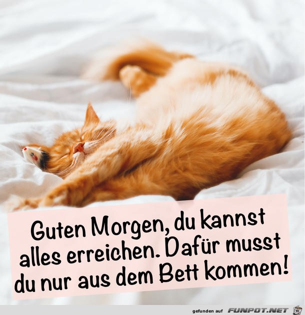 guten Morgen