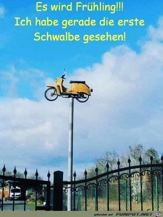 Die Schwalben sind wieder da