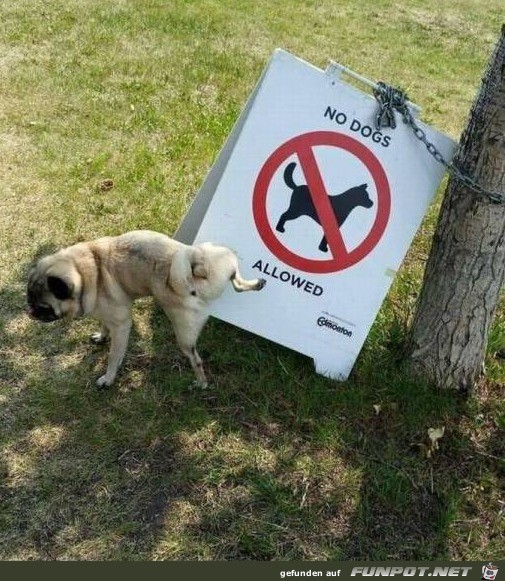 Hund kann nicht lesen