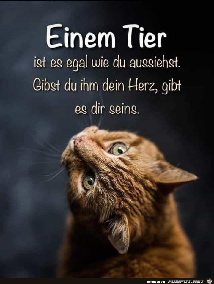 Ein Tier