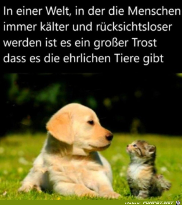 Ehrliche Tiere