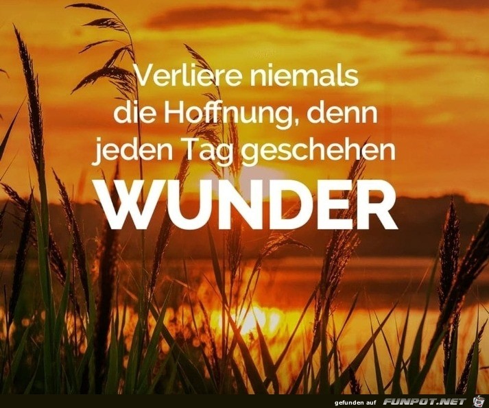 Wunder