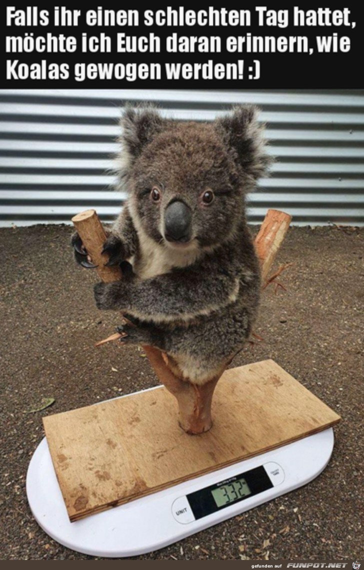So wiegt man Koalas