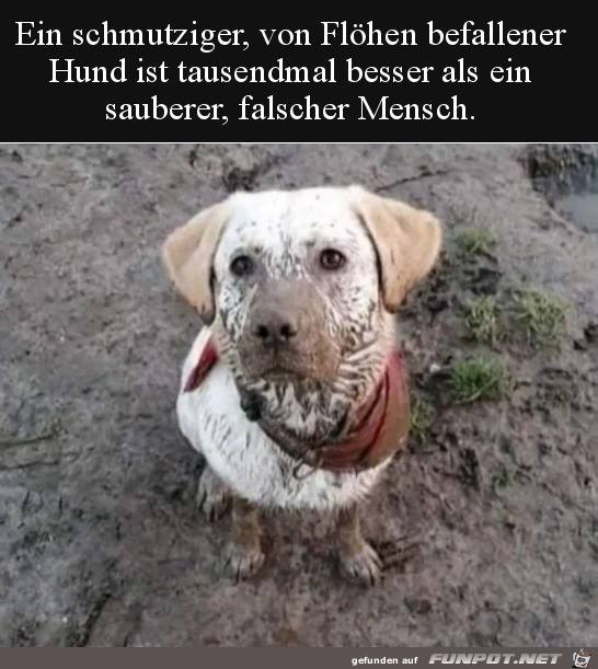 Ein schmutziger Hund