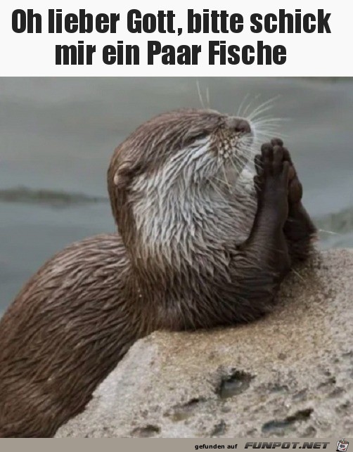 Bitte schick mir Fische