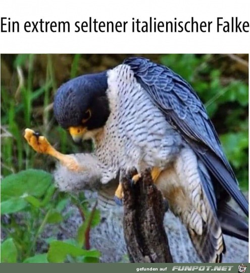 Ein italienischer Vogel