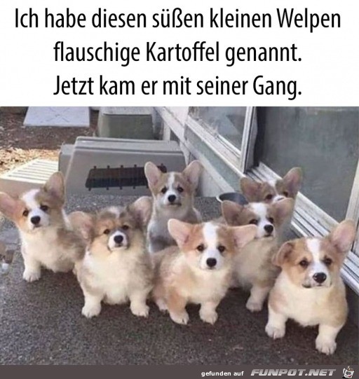 Welpe mit Gang