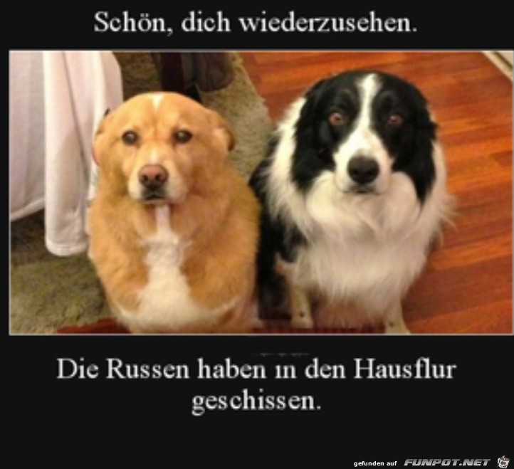 Dieser Hundeblick