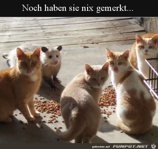 Falsche Katze