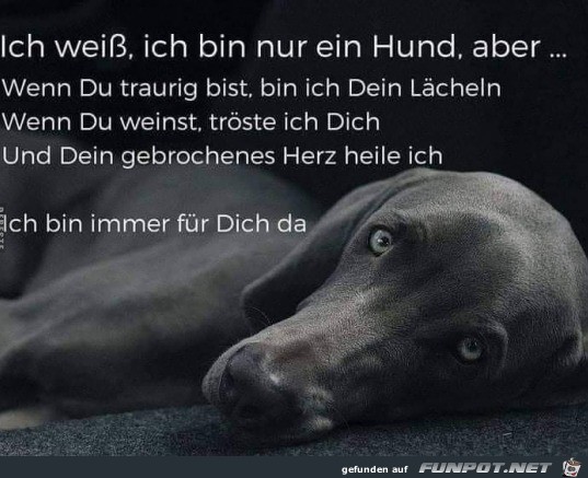 Ein Hund