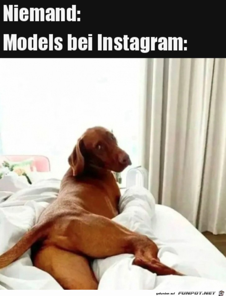 Hund modelt