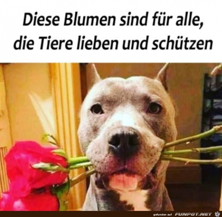 Blumen fr Tierliebhaber