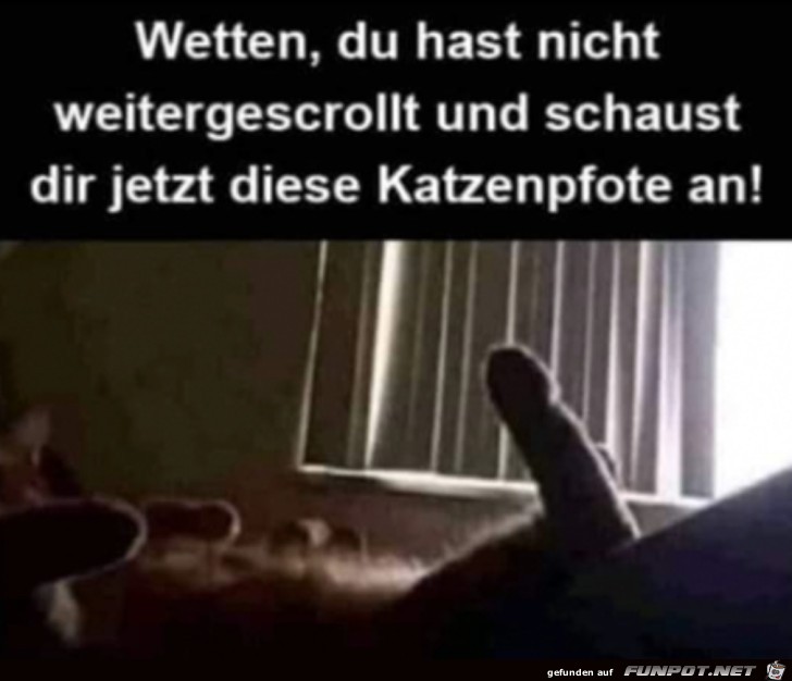 Nur eine Katzenpfote