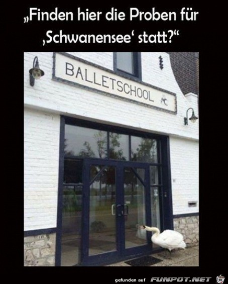 Neugieriger Schwan