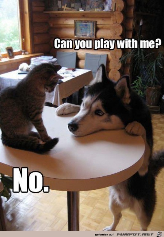 Hund will spielen, Katze nicht