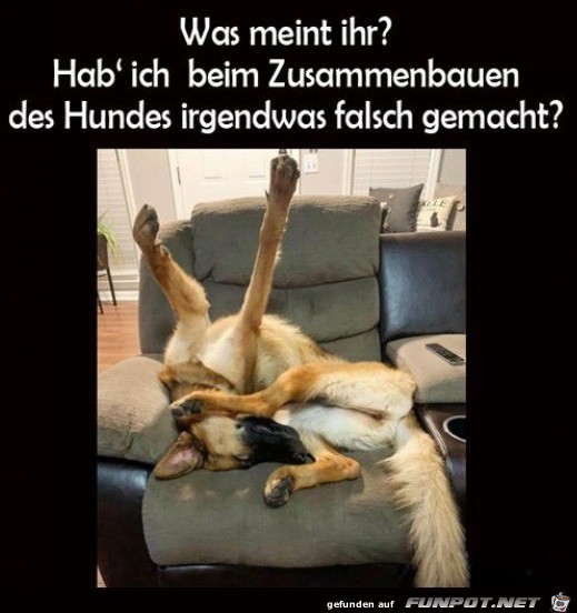 Hund falsch zusammengebaut