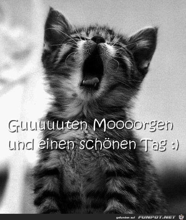 Guten Morgen Katze