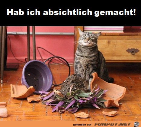 Typisch Katze