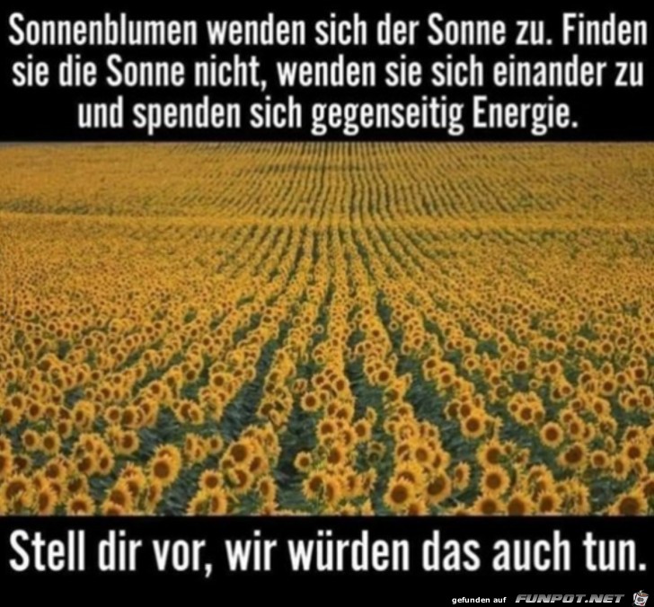 Sonnenblumen