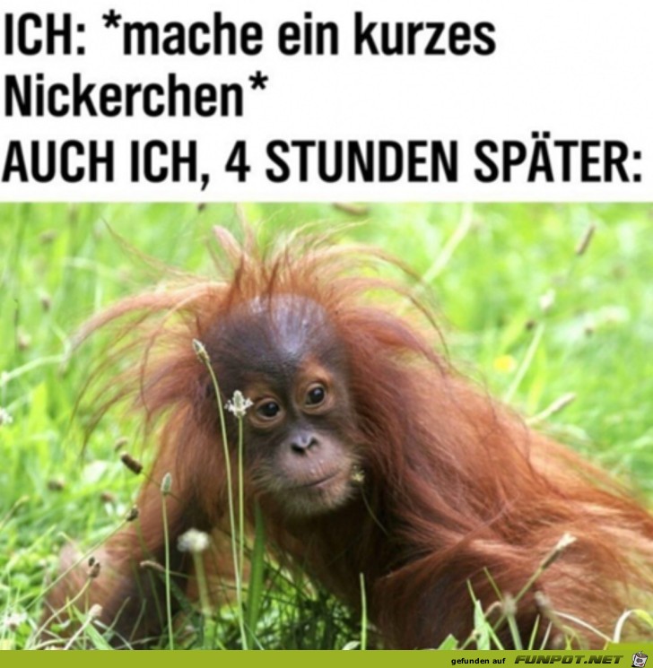 Kurzes Nickerchen gemacht