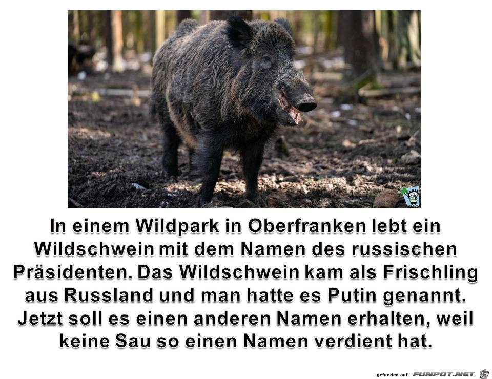 Schwein Putin