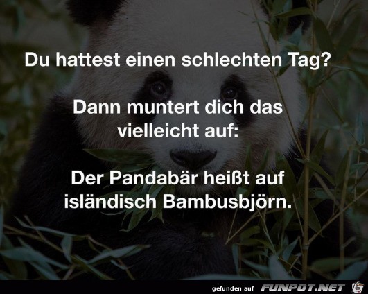 Der Pandabr