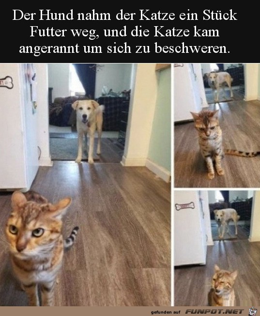 Katze beschwert sich