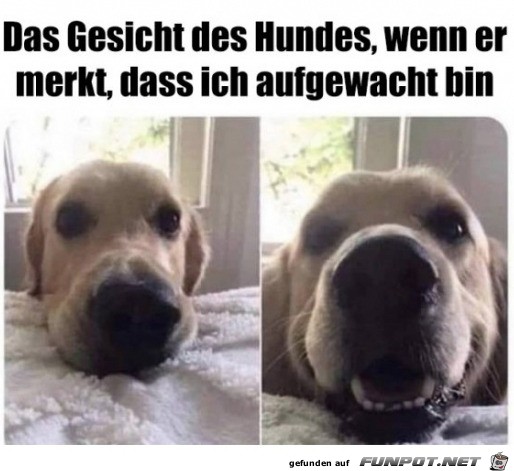 Hund freut sich