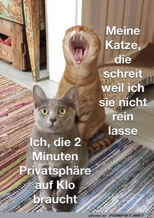 Katzen eben