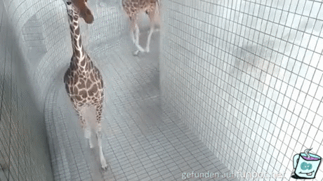 Lustige Giraffe