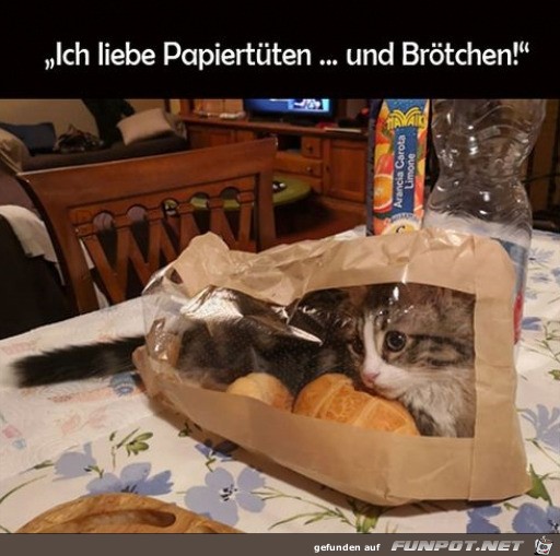 Katze macht Tten und Brtchen