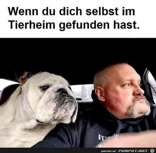 Im Tierheim