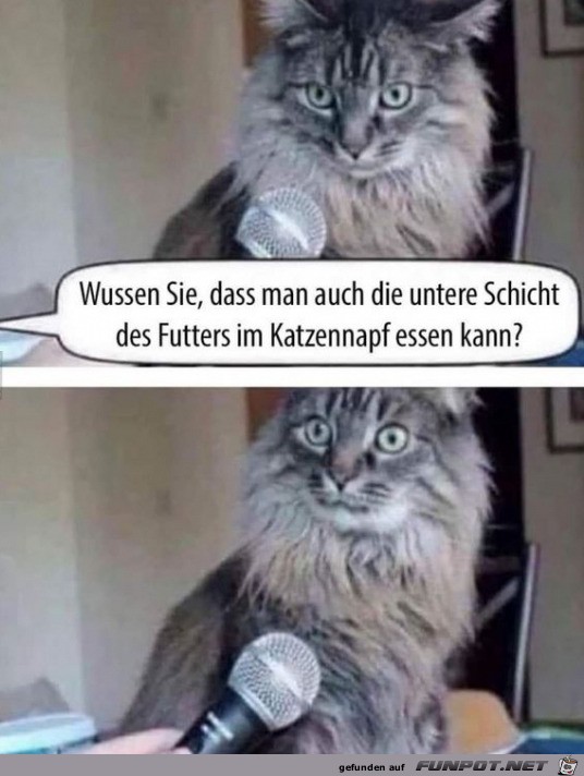 Das ist der Katze neu