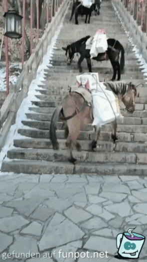 So laufen Esel Treppen hoch
