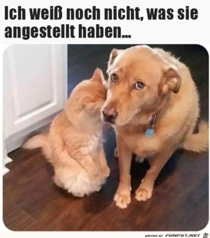 Mal sehen was sie angestellt haben