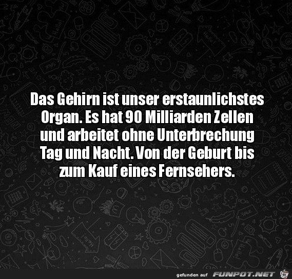 Das Gehirn