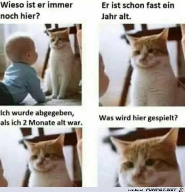 Katze ist verstrt