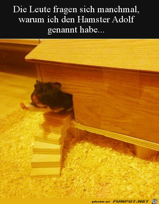 Witziger Hamster