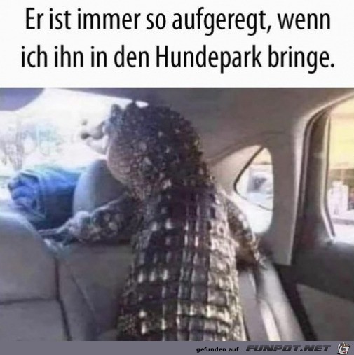 Komischer Hund