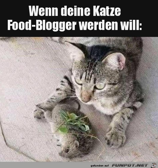 Food-Blogger-Katze