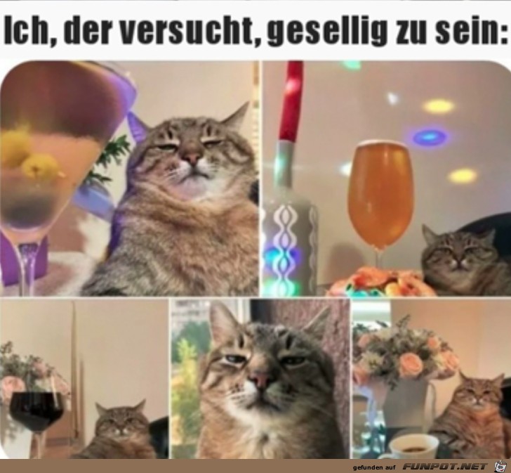 Der Partykracher