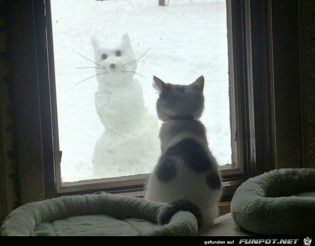 Schnee-Katze