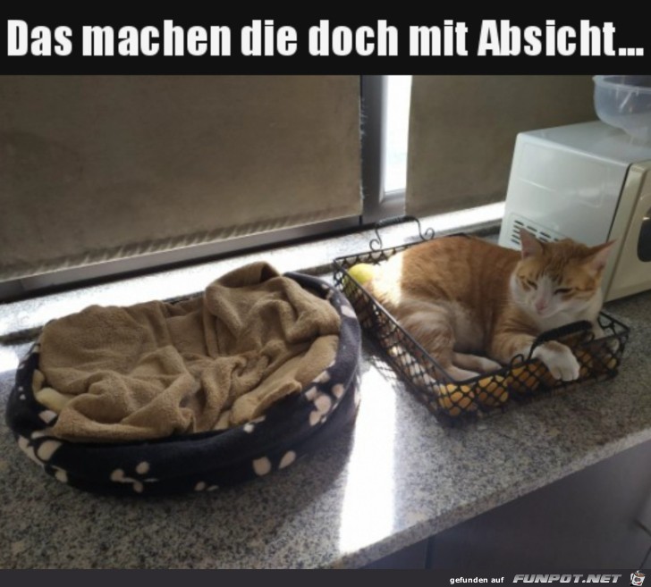 So sind Katzen