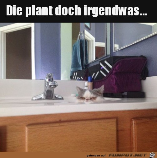 Die Katze plant was