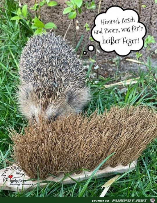 Igel ist begeistert