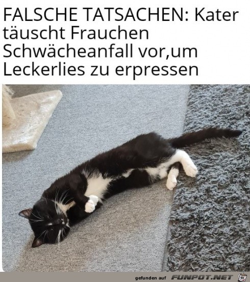 Katze ist Schauspieler