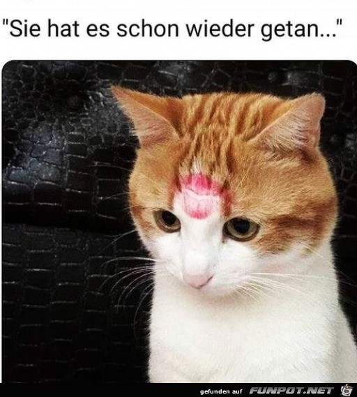 Katze ist emprt